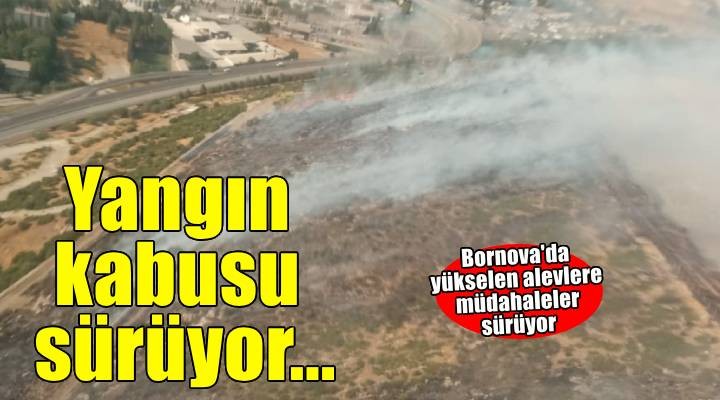 Bornova'da ormanlık alanda yangın!