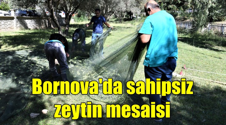 Bornova'da sahipsiz zeytin atağı