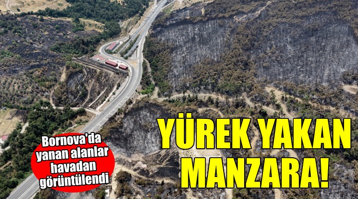 Bornova'da yanan alanlar havadan görüntülendi...