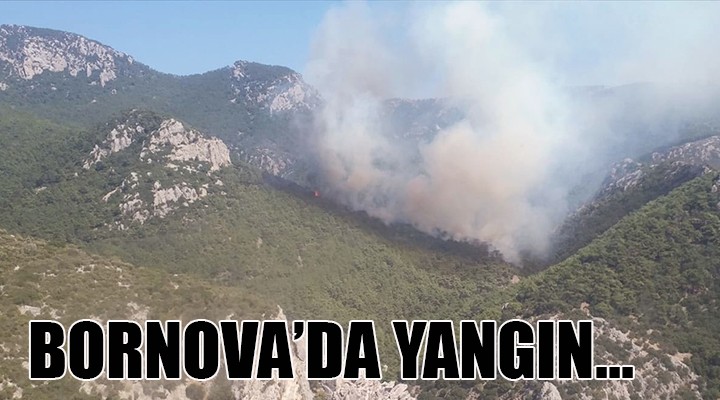 Bornova'da yangın