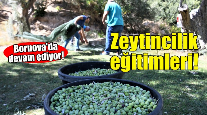 Bornova'da zeytincilik eğitimleri devam ediyor!