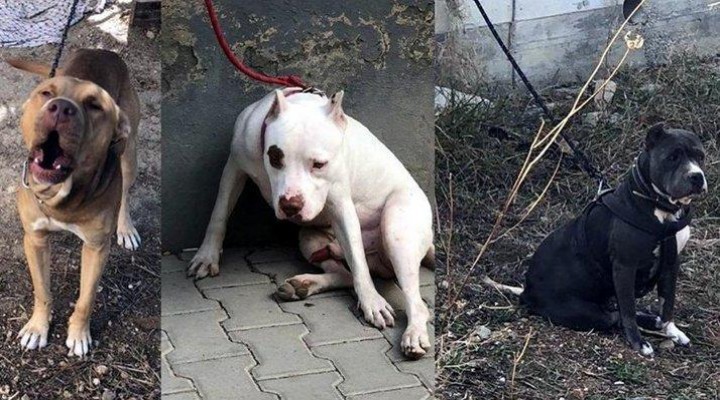 Bu köpekleri besleyenler dikkat: Artık izin verilmeyecek...