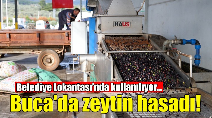 Buca Belediyesi zeytin hasadına başladı!