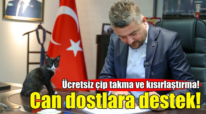 Buca Belediyesi'nden ücretsiz çip takma ve kısırlaştırma uygulaması!