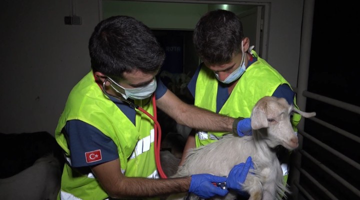 Buca veterinerleri yangın bölgesinde