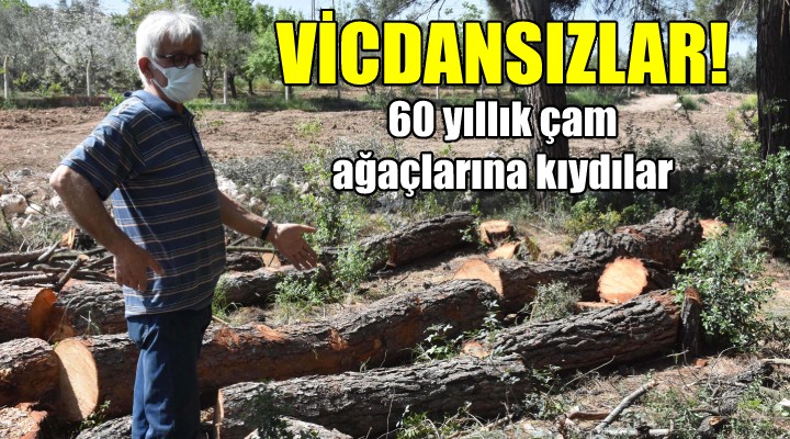 Buca'da 60 yıllık çamlara kıydılar!