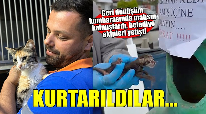 Buca'da cam geri dönüşüm kumbarasında mahsur kalan kediler kurtarıldı!