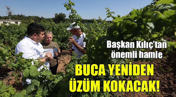 Buca yeniden üzüm kokacak!