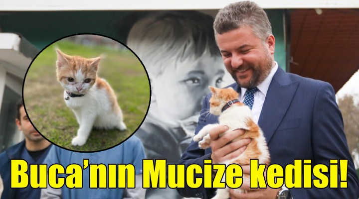 Buca'nın Mucize kedisi!