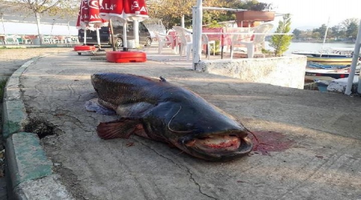 Bursa'da dev yayın balığı yakalandı!