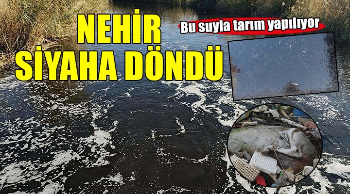 Büyük Menderes kirlilik nedeniyle siyaha büründü...