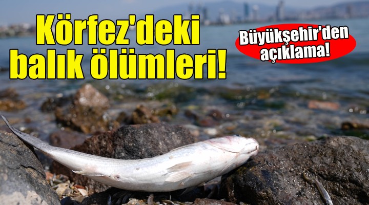 Büyükşehir'den Körfez'deki balık ölümlerine dair açıklama!