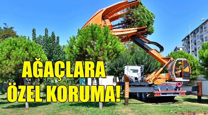 Büyükşehir'den ağaçlara özel koruma!