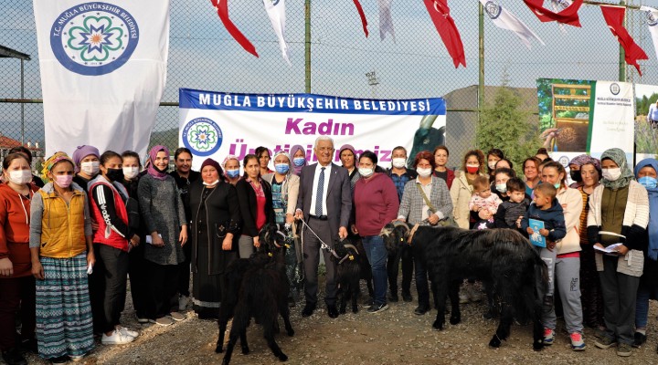 Büyükşehir'den Ula'lı kadın üreticilere kıl keçisi desteği!