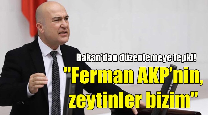 CHP'li Bakan: Ferman AKP'nin, zeytinler bizim!