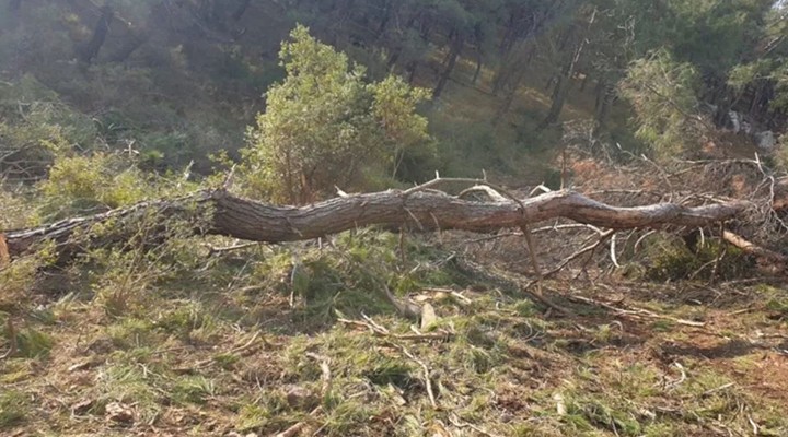 CHP'li Beko TBMM'ye taşıdı... Bergama'da orman arazileri peşkeş çekiliyor!