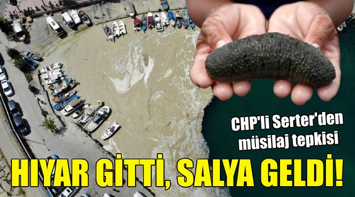CHP'li Serter'den 'deniz hıyarı' çıkışı!