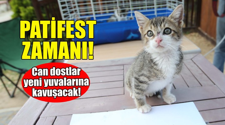 Can dostlar Patifest'te yeni yuvalara kavuşacak!