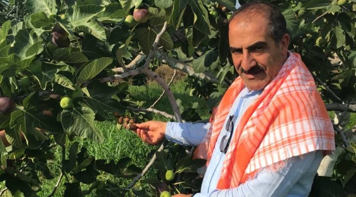 Cennet meyvesi incirler oldu ihracat yolculuğu başladı