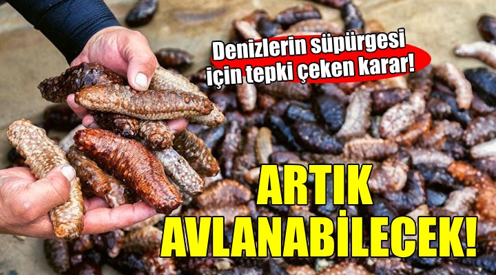 Çeşme Çevre Derneği'nden deniz patlıcanı avcılığı tepkisi...