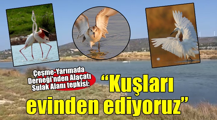 Çeşme-Yarımada Derneği'nden Alaçatı Sulak Alanı tepkisi: ''Kuşları evinden ediyoruz''