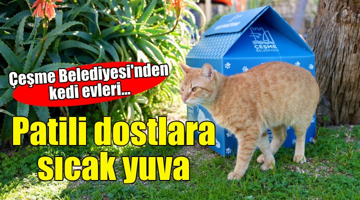 Çeşme Belediyesi'nden kedi evleri