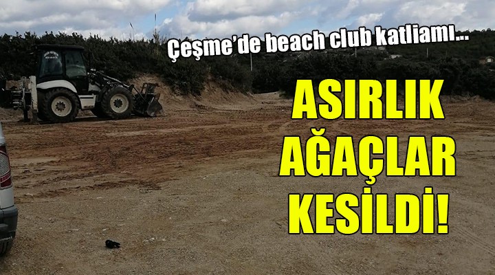 Çeşme'de beach club için asırlık ağaçlar kesildi!