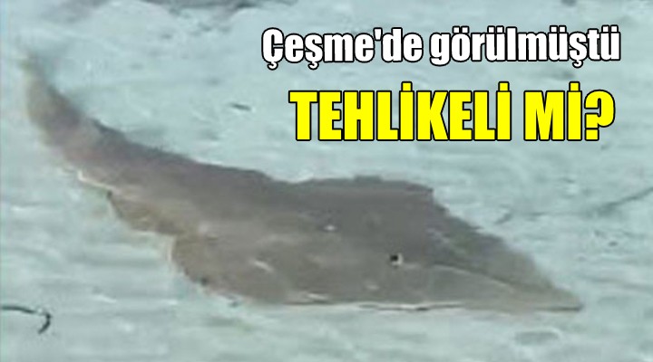 Çeşme'de görülmüştü... Tehlikeli mi?