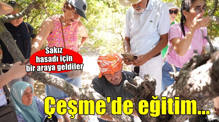 Çeşme'de sakız hasadı eğitimi...
