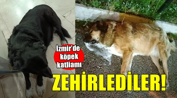 İzmir'de köpek katliamı...