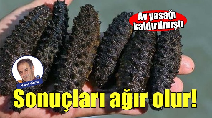 Deniz patlıcanı av yasağının kaldırılmasının sonuçları...