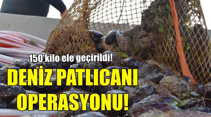 İzmir'de deniz patlıcanı operasyonu!