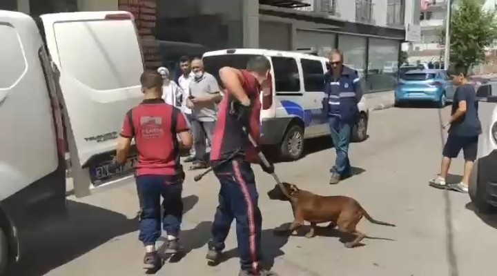 Denizde pitbull dehşeti: 1 ölü!