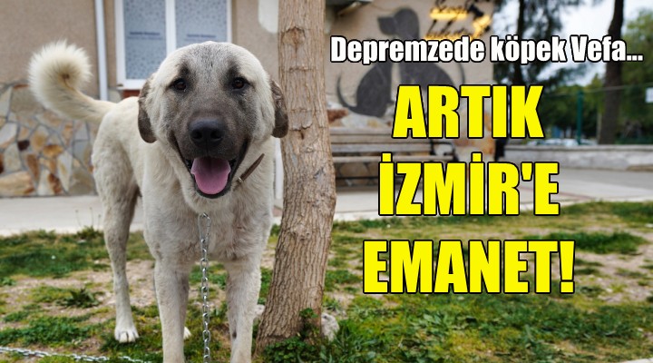 Depremzede köpek Vefa, artık İzmir'e emanet!