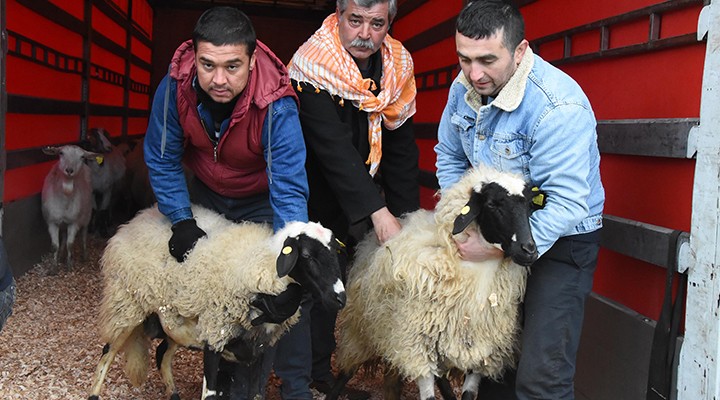 Depremzedeler için küçükbaş kampanyası