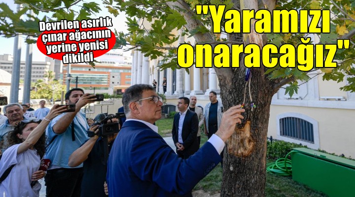 Devrilen çınar ağacı yerine yenisi dikildi