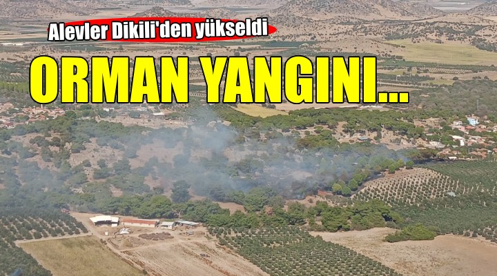 Dikili'de orman yangını..