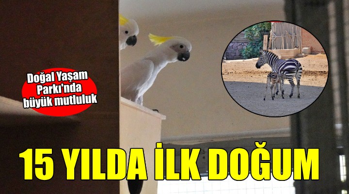 Doğal Yaşam Parkı'nda büyük mutluluk...15 yılda ilk doğum!