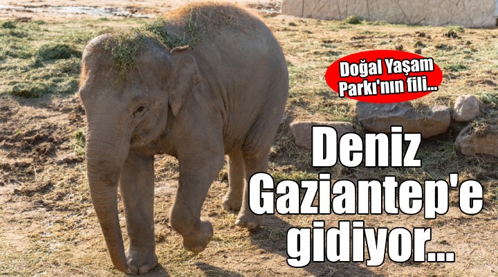 Doğal Yaşam Parkı'nın fili Deniz Gaziantep'e gidiyor