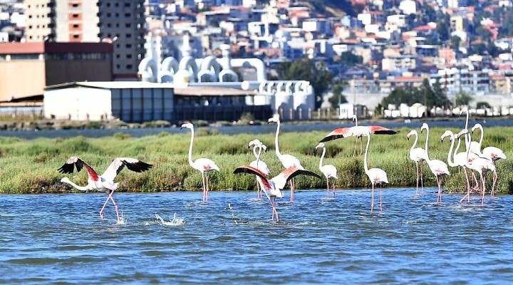Doğaseverler Flamingo Festivali'nde buluşacak!