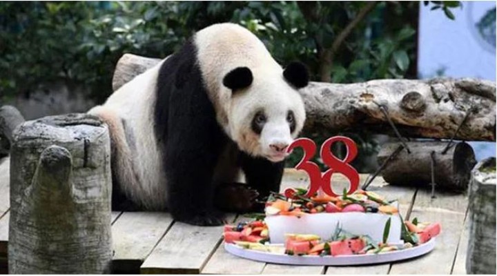 Dünyanın en yaşlı pandası 'Şinşing' öldü