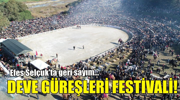 Efes Selçuk'ta Deve Güreşleri Festivali!