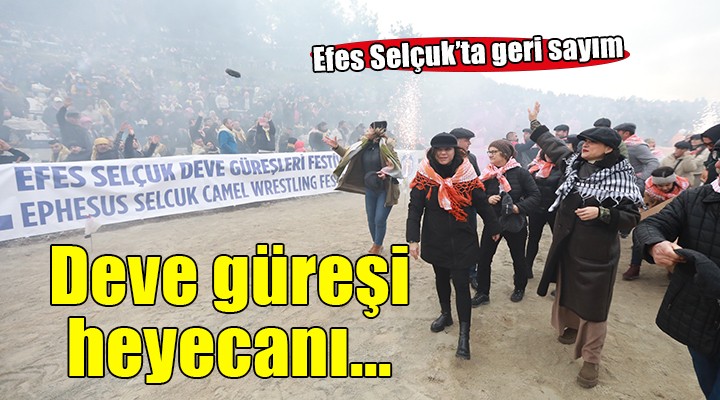 Efes Selçuk'ta deve güreşi heyecanı başlıyor...