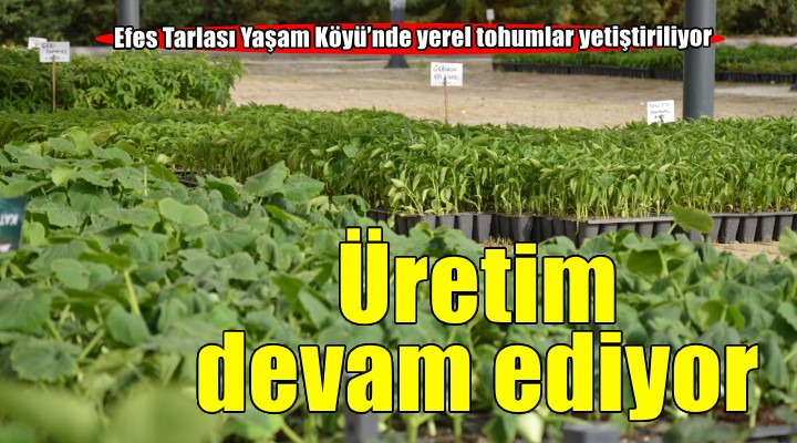 Efes Tarlası Yaşam Köyü'nde yerel tohumlarla üretim devam ediyor