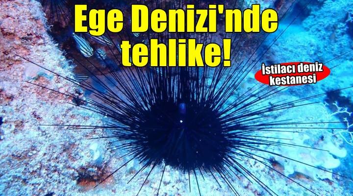 Ege Denizi'nde yeni tehlike: İstilacı tür uzun dikenli deniz kestanesi!