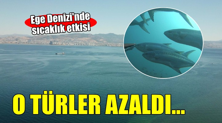 Ege Denizi'nde yerli balık türleri azaldı!