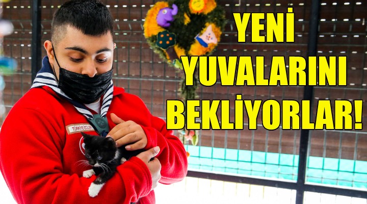 Engelli kediler yeni yuvalarını bekliyor!