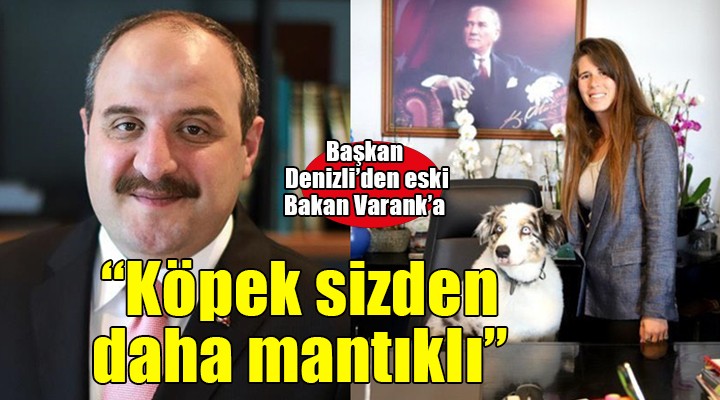 Eski bakan Varank ile Başkan Denizli birbirine girdi... 'Köpek sizden daha mantıklı'