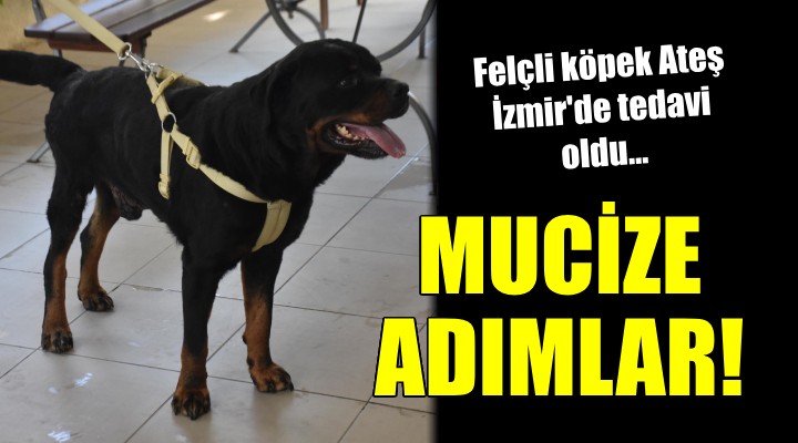 Felçli köpek Ateş'in mucize adımları...