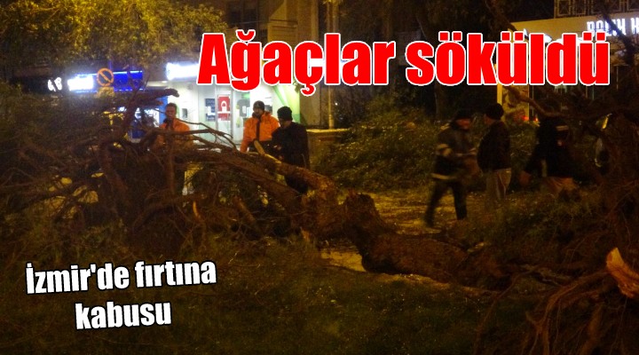 Fırtına ağaçları kökünden söktü